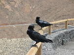 27944 Black crows on railing.jpg